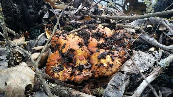 Pholiota highlandensis (Peck) Quadr. & Lunghini 1990 resmi