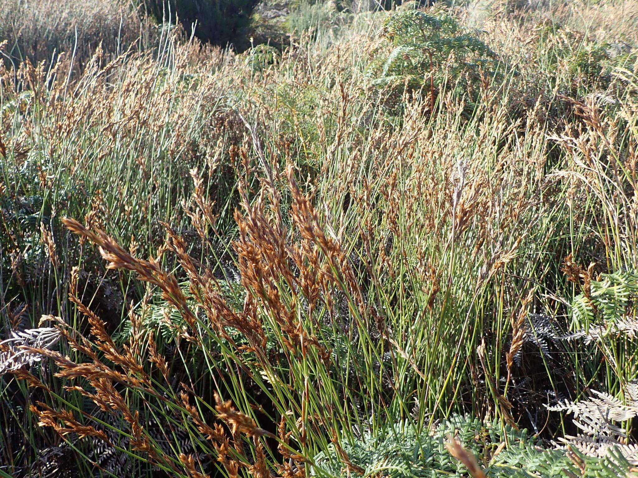 Image of Sporadanthus traversii (F. Muell.) Buchanan