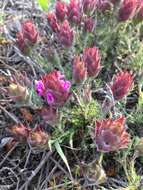 Image of Thymus lotocephalus G. López & R. Morales