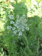 Image of Daucus muricatus (L.) L.