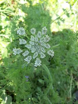 Imagem de Daucus muricatus (L.) L.