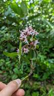 Image of Maxillaria schlechteriana J. T. Atwood