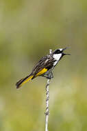 Image of Phylidonyris niger niger (Bechstein 1811)