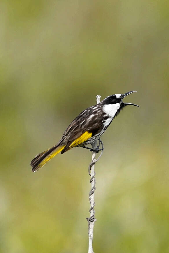 صورة Phylidonyris niger niger (Bechstein 1811)