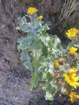 Image of Andryala pinnatifida subsp. pinnatifida