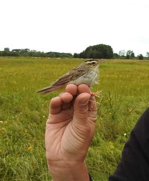 Image of Aquatic Warbler