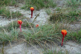 Imagem de Haemanthus sanguineus Jacq.