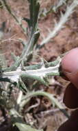 Image of prairie thistle