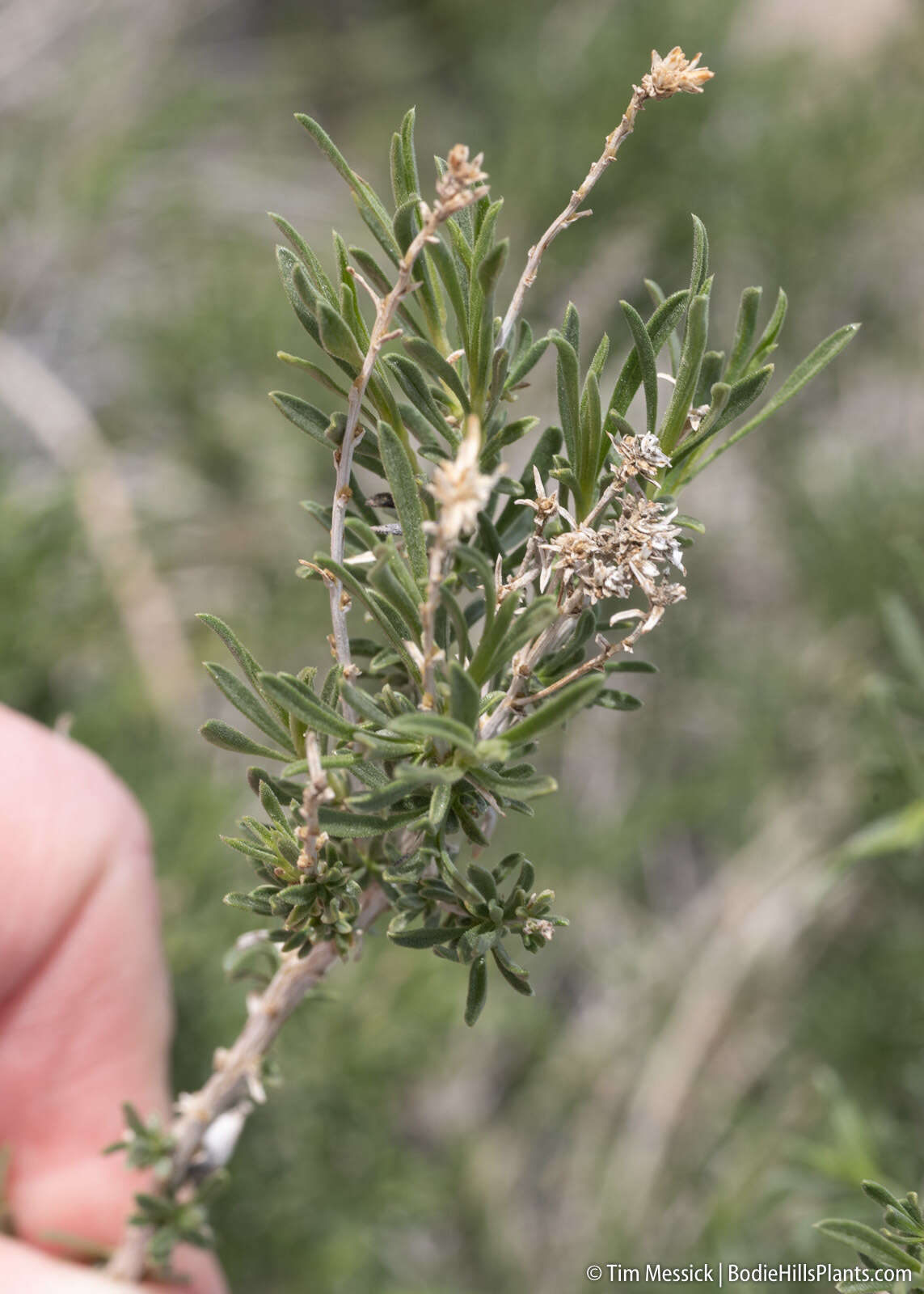 Image de Chrysothamnus viscidiflorus subsp. puberulus (D. C. Eat.) H. M. Hall & Clem.