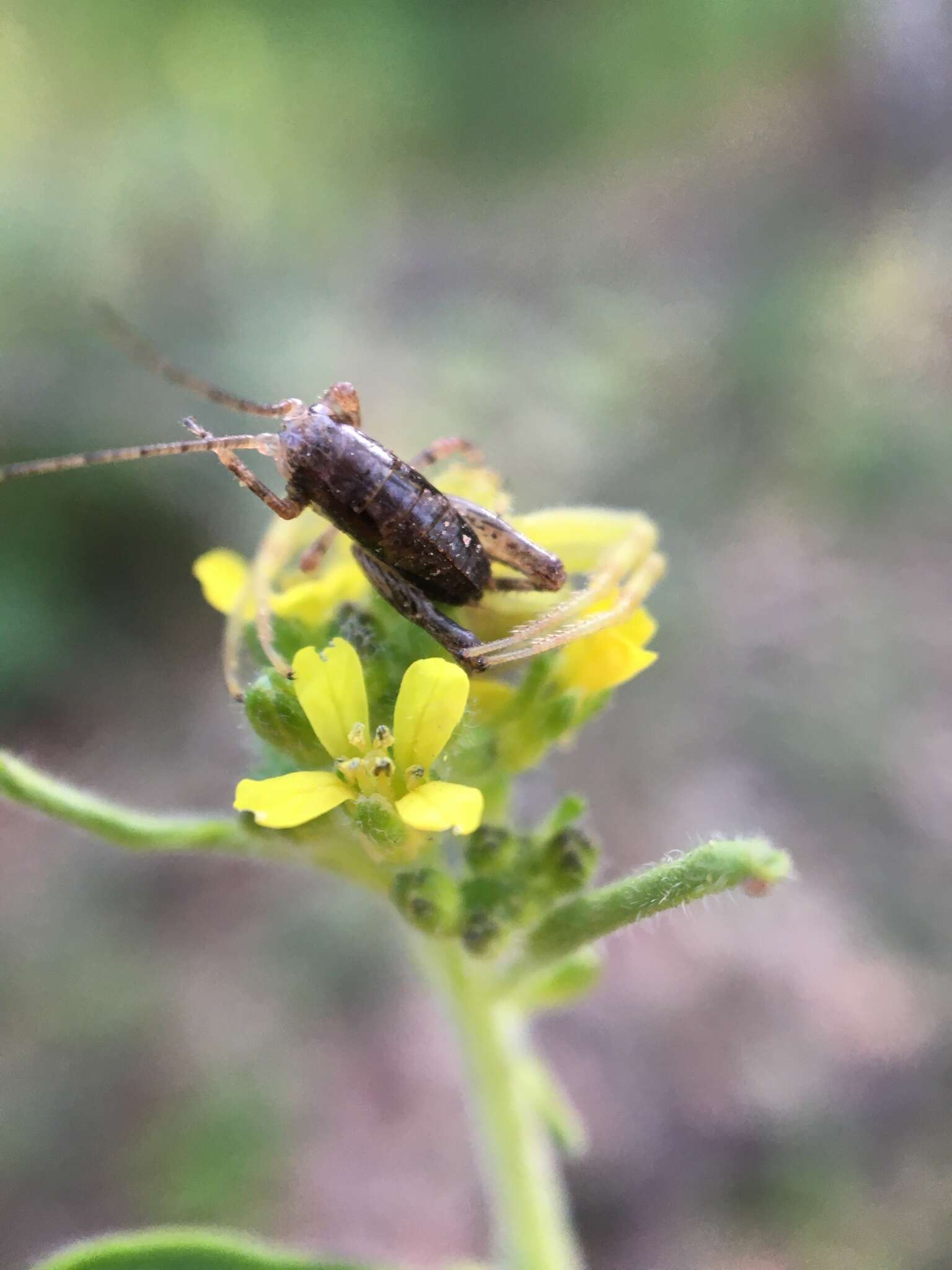 Image of Gammarotettix genitalis Caudell 1916