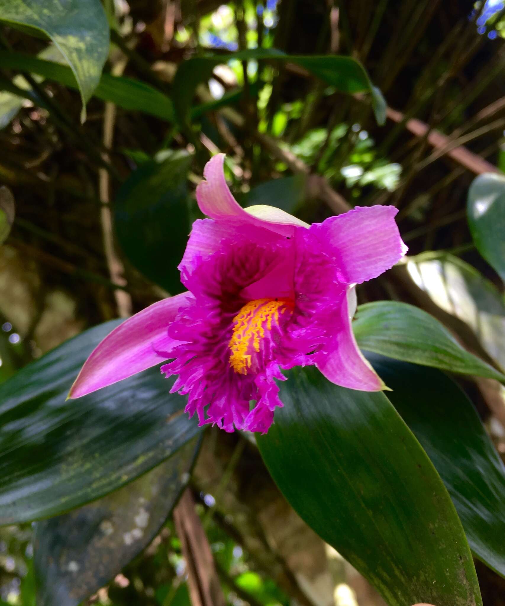 Image of Sobralia wilsoniana Rolfe