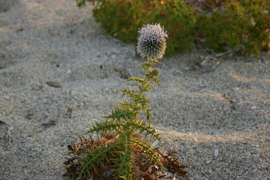 Image of Echinops spinosissimus subsp. neumayeri (Vis.) Kozuharov