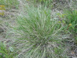 Imagem de Festuca campestris Rydb.