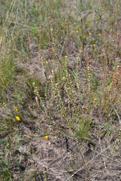 Sivun Thymelaea passerina (L.) Coss. & Germ. kuva