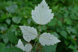 Слика од Rubus mesogaeus Focke