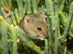 Image of Salt-marsh Harvest Mouse