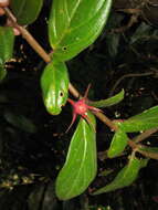 Image of Columnea sulfurea Donn. Sm.