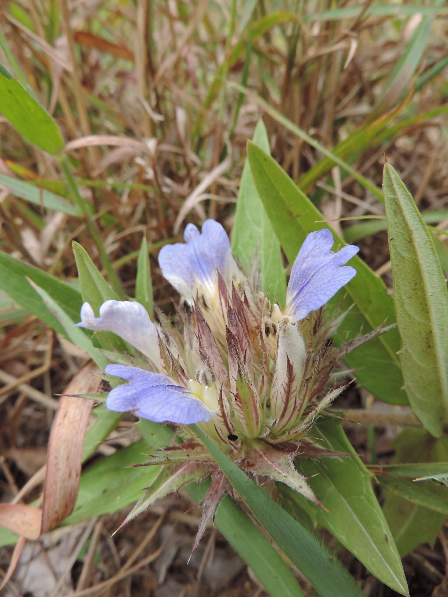 Слика од Blepharis grandis C. B. Cl.