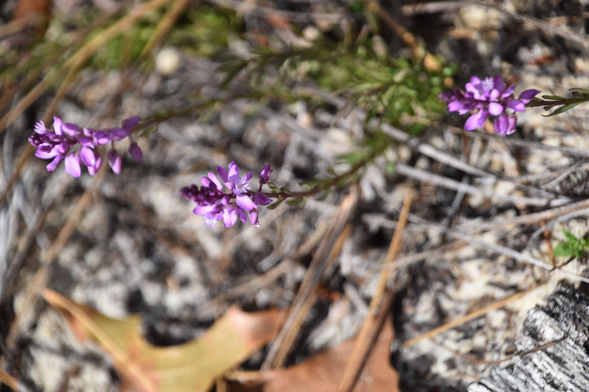 Image of Lewton's milkwort