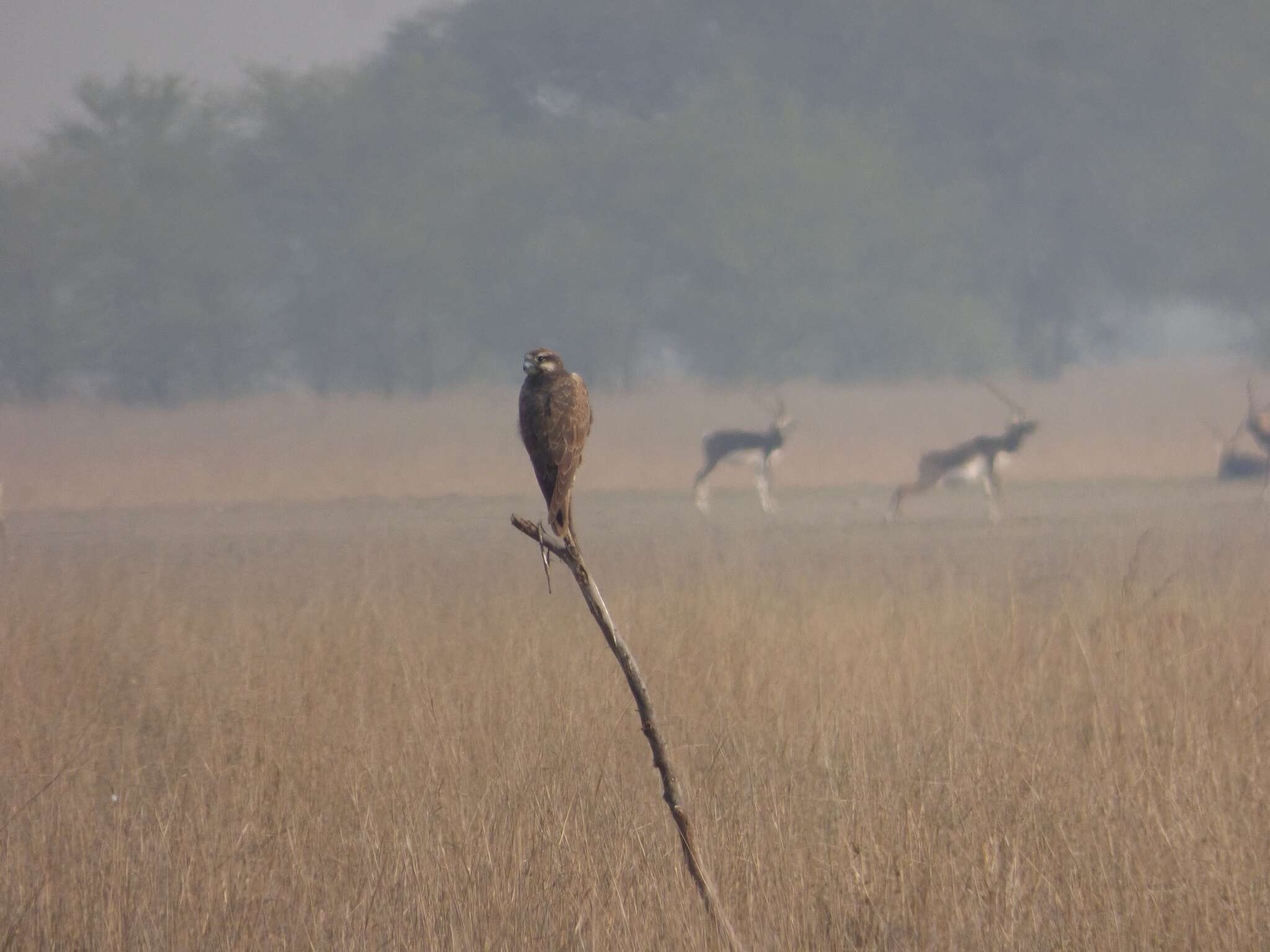 Image of Laggar Falcon