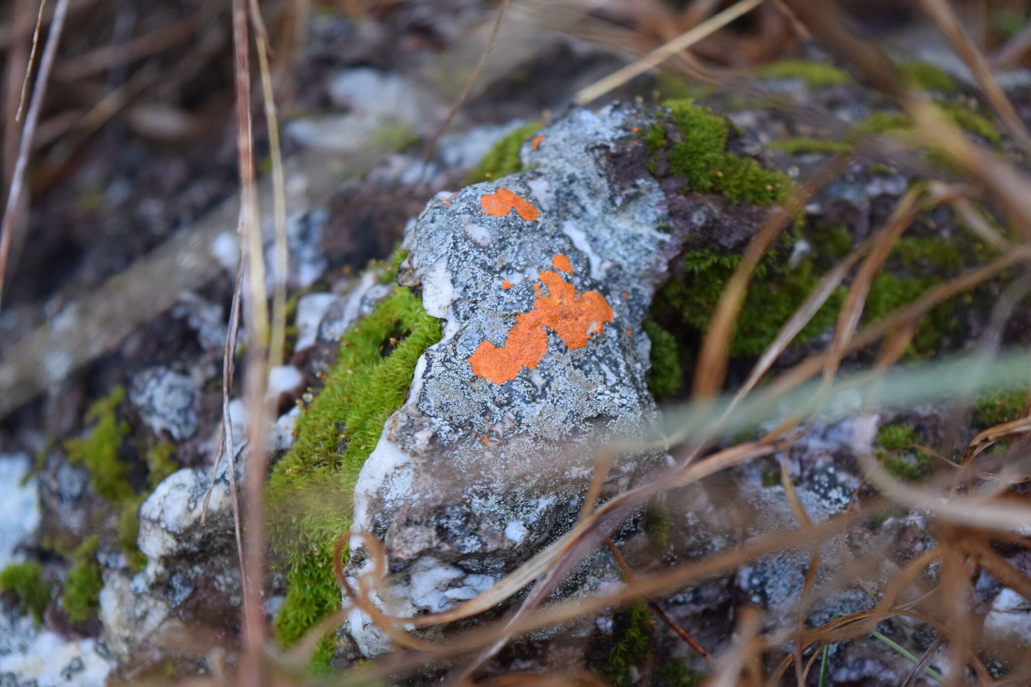 Image of cinnabar orange lichen