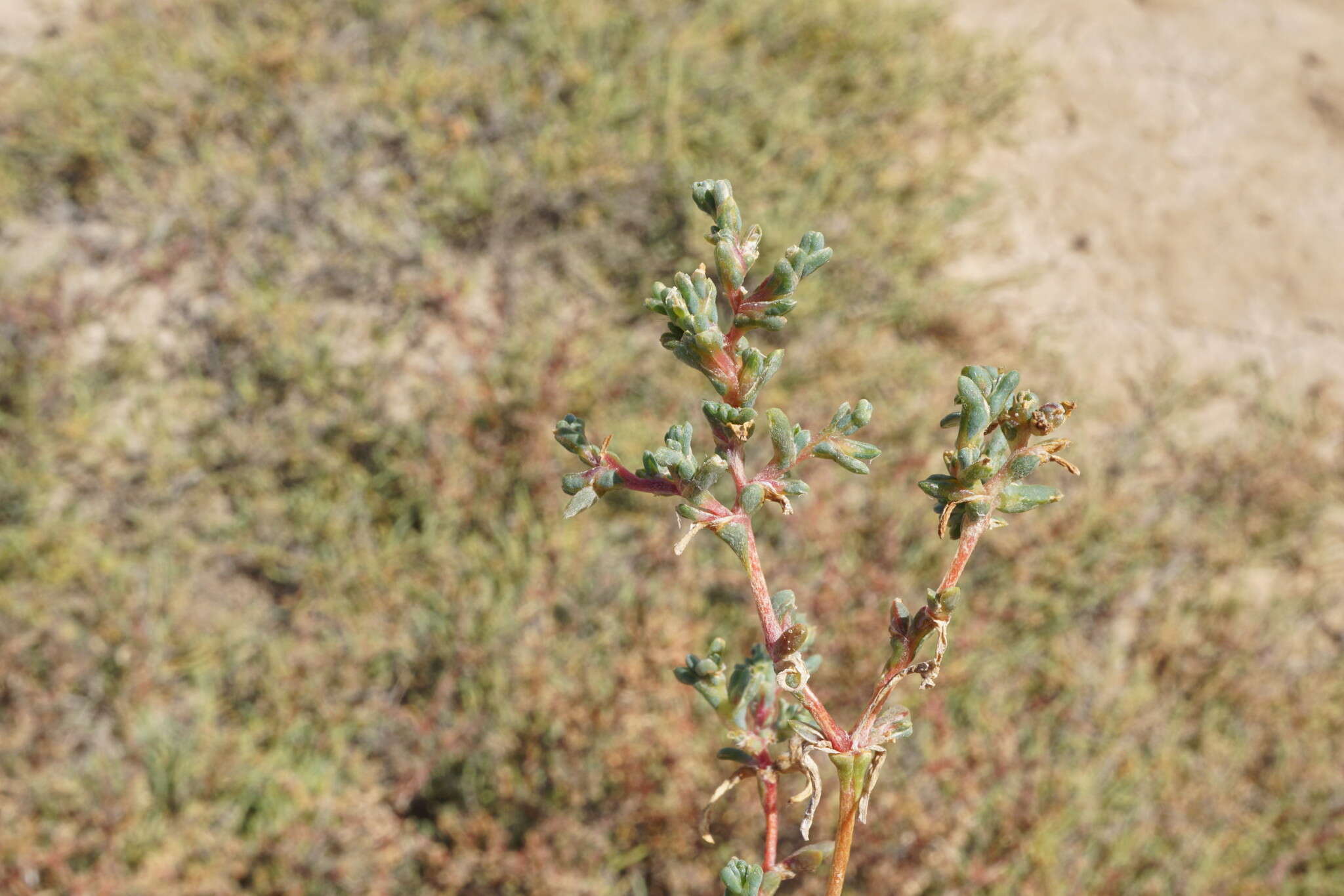Image of Petrosimonia oppositifolia (Pall.) Litv.