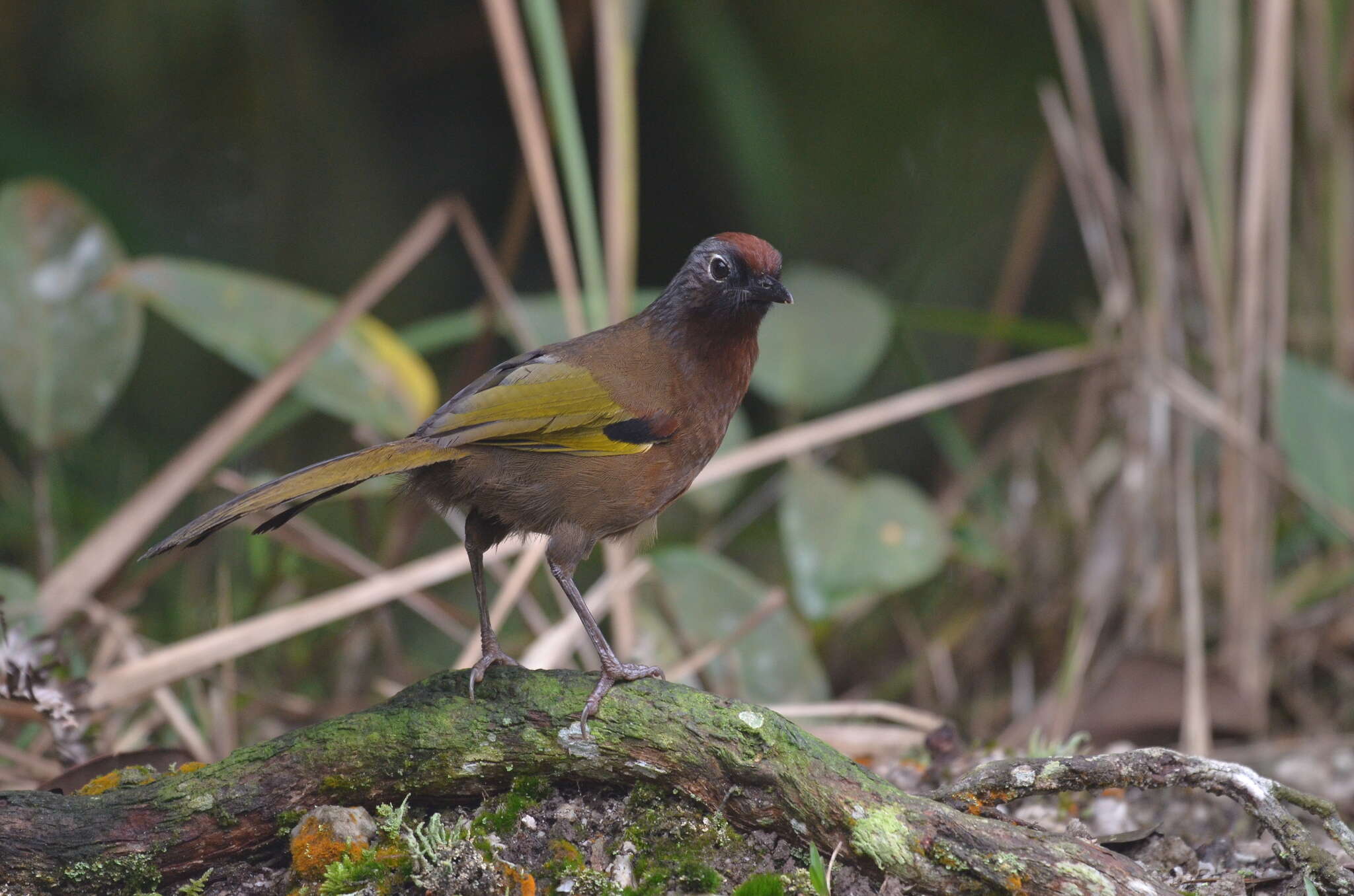 Image of Malayan Laughingthrush