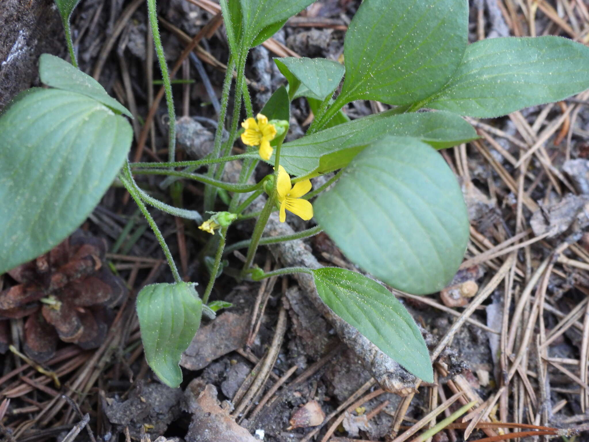 Image of Baker's violet