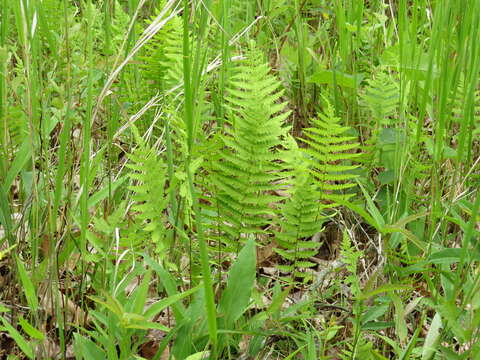 Thelypteris palustris subsp. pubescens (Lawson) Fraser-Jenkins的圖片