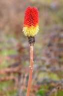 Image of Red hot poker