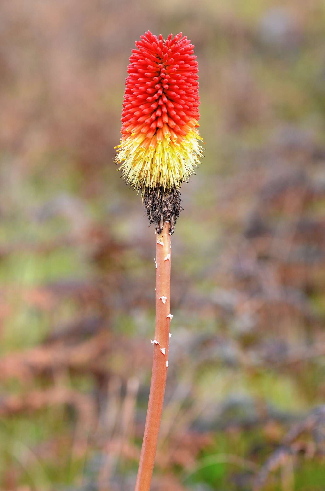 Image of Red hot poker