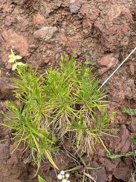 Plantago arborescens Poir. resmi