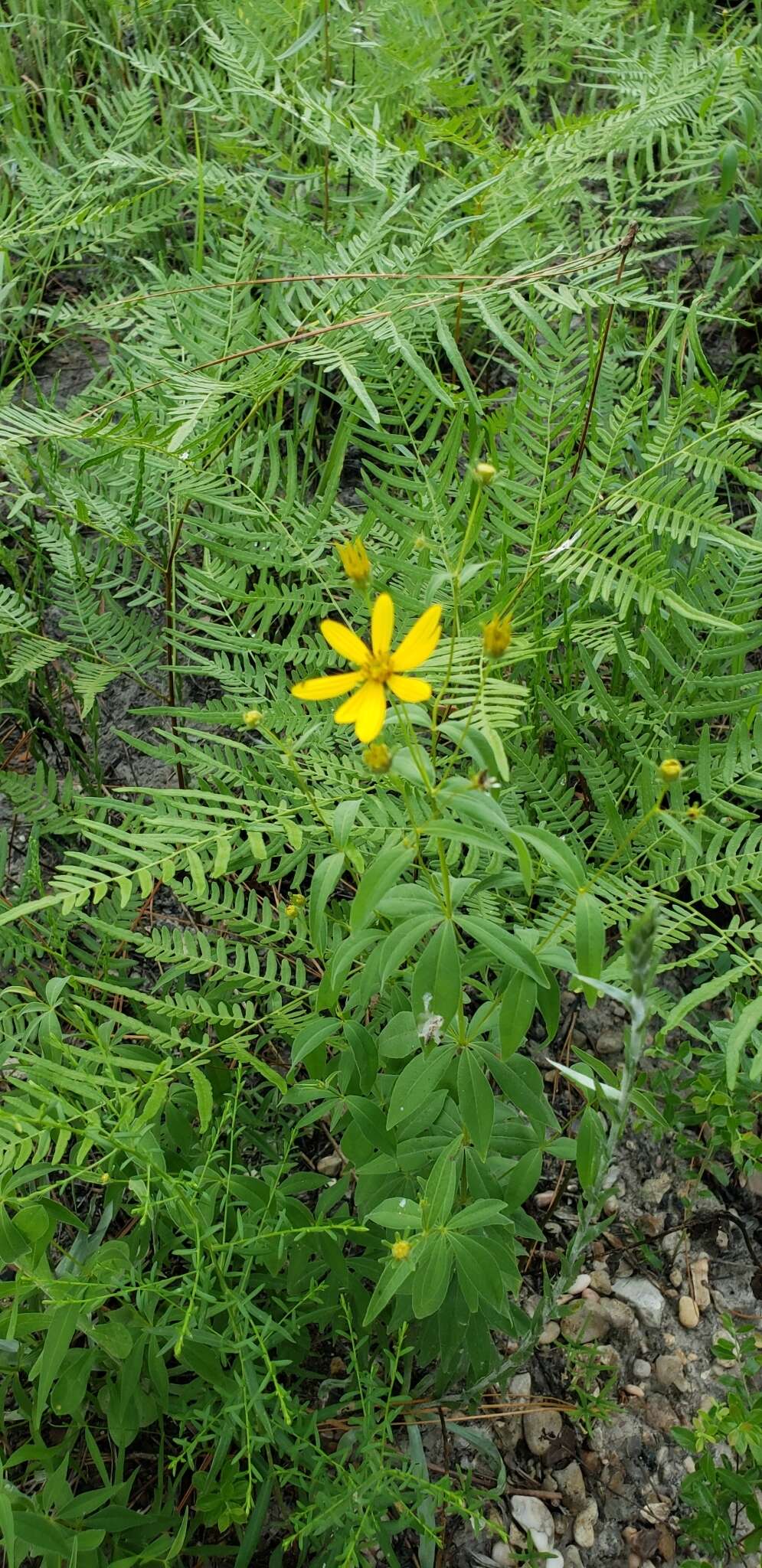 صورة Coreopsis major Walt.