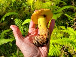 Image de Butyriboletus brunneus (Peck) D. Arora & J. L. Frank 2014