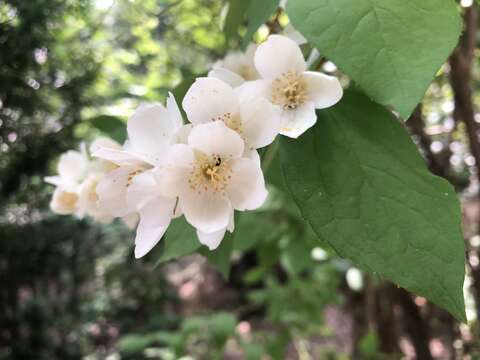 Plancia ëd Philadelphus coronarius L.