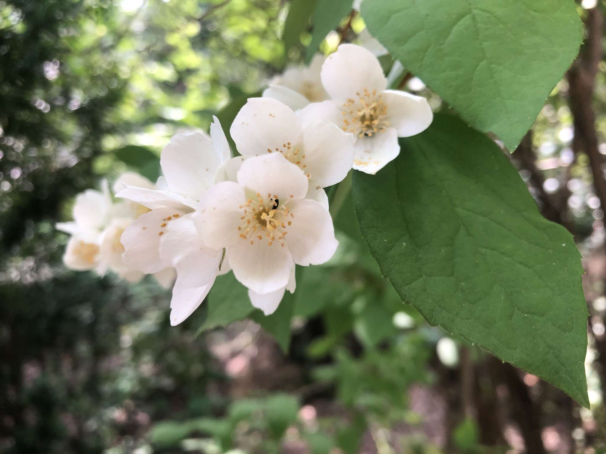 Imagem de Philadelphus coronarius L.