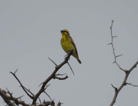 Image of Crithagra mozambica granti (Clancey 1957)