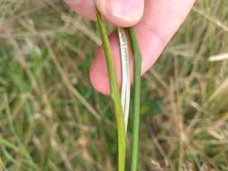 Image of Juncus australis J. D. Hook.