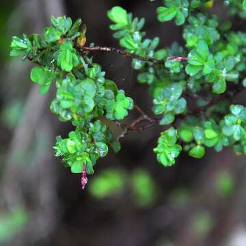 Image of Cliffortia obcordata L. fil.