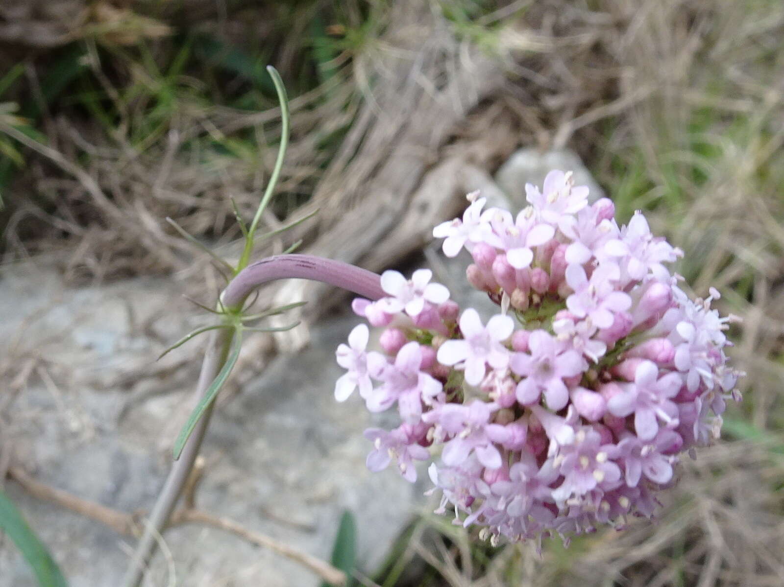 Imagem de Valeriana dioscoridis Sibth. & Sm.