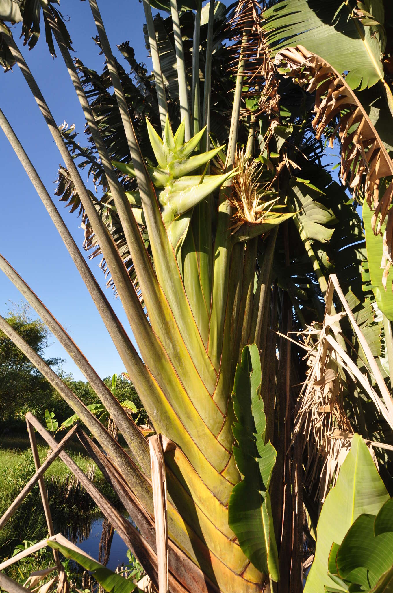 Image of Traveller's Tree