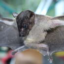 Image of Spotted-winged Fruit Bat