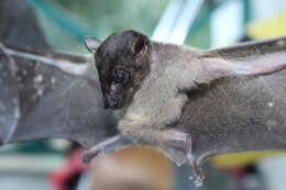 Image of Spotted-winged Fruit Bat