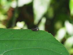 Image of Elaphiceps cervus Buckton