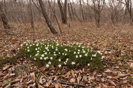 Image of Anemone amurensis Korshinsky