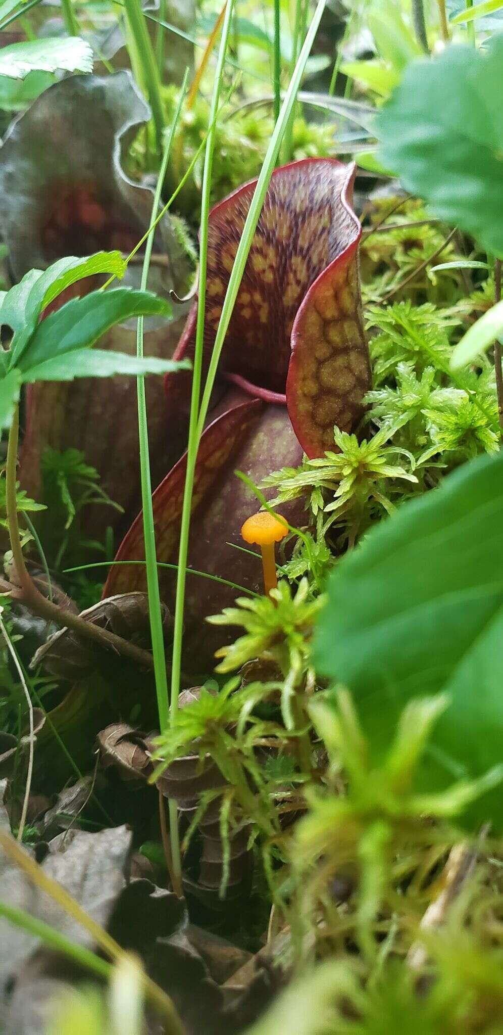 Image of Hygrocybe turunda (Fr.) P. Karst. 1879