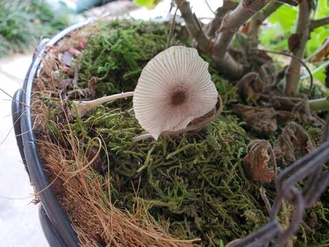 Image of Leucocoprinus ianthinus (Sacc.) P. Mohr 1994