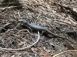 Image of Northern Alligator Lizard