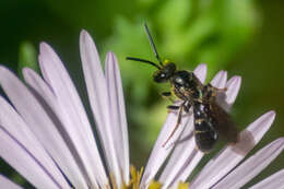 Plancia ëd Lasioglossum fuscipenne (Smith 1853)