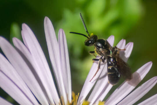 Plancia ëd Lasioglossum fuscipenne (Smith 1853)